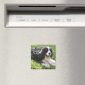 Engels Springer Spaniel Magneet (Insitu (Vaatwasser))