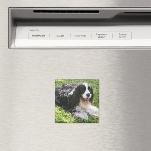 Engels Springer Spaniel Magneet (Insitu (Vaatwasser))