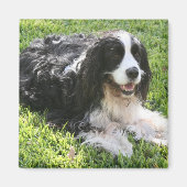 Engels Springer Spaniel Magneet (Voorkant)