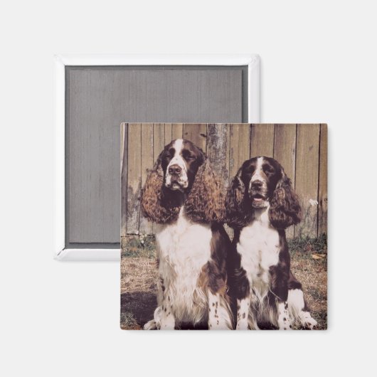 Engels Springer Spaniel Magnet (Voorkant / Achterkant)