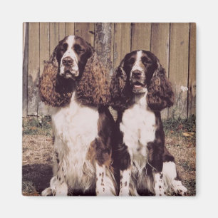 Engels Springer Spaniel Magnet