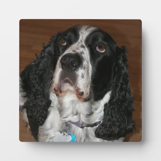 Engels Springer Spaniel Pet Photo Square Fotoplaat (Voorkant)