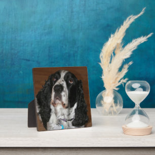 Engels Springer Spaniel Pet Photo Square Fotoplaat
