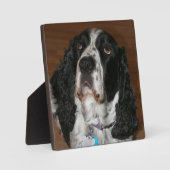 Engels Springer Spaniel Pet Photo Square Fotoplaat (Voorkant)