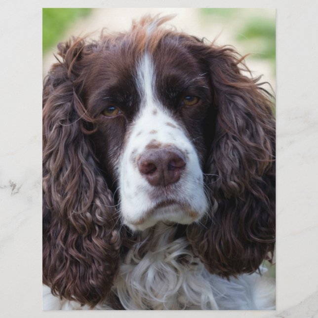 engels springer spaniel.png (Voorkant)