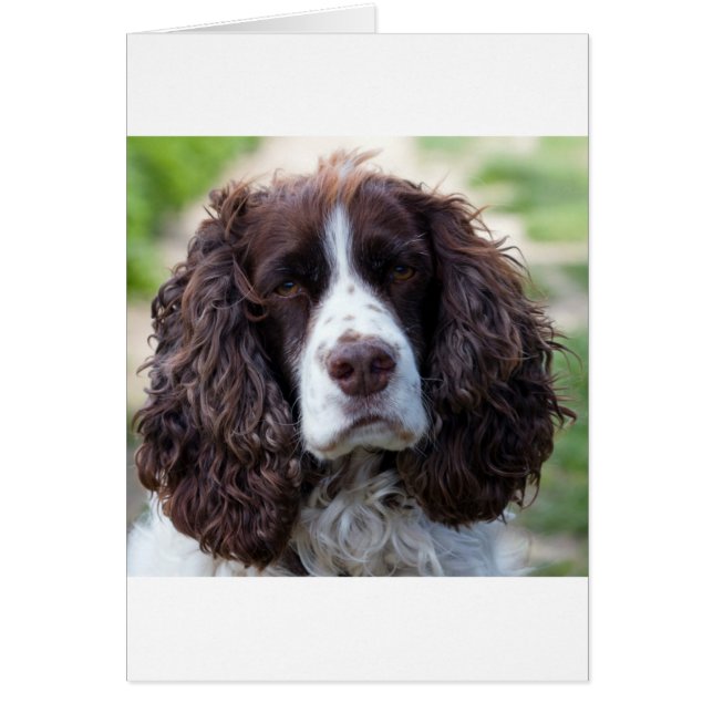 engels springer spaniel.png (Voorkant)