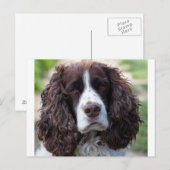 engels springer spaniel.png briefkaart (Voorkant / Achterkant)