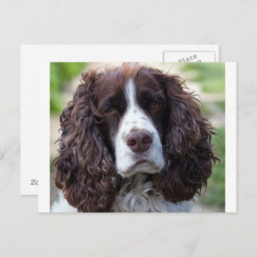 engels springer spaniel.png briefkaart (Voorkant / Achterkant)