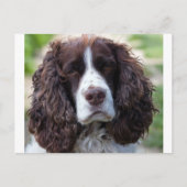 engels springer spaniel.png briefkaart (Voorkant)