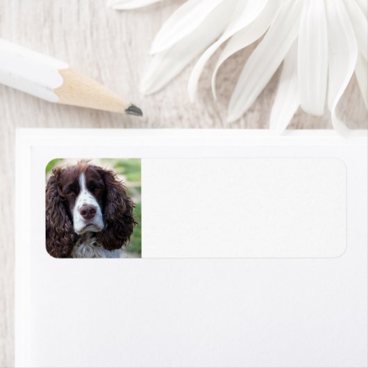 engels springer spaniel.png etiket (Insitu)