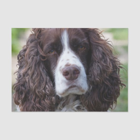 engels springer spaniel.png tissuepapier (Voorkant)