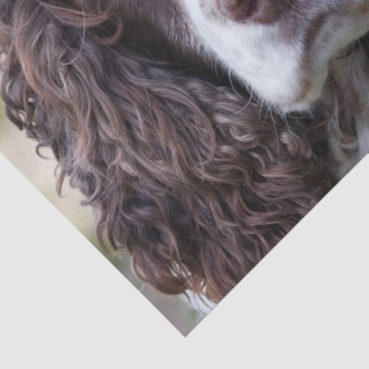 engels springer spaniel.png tissuepapier (Detail)