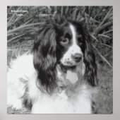 Engels Springer Spaniel Poster (Voorkant)