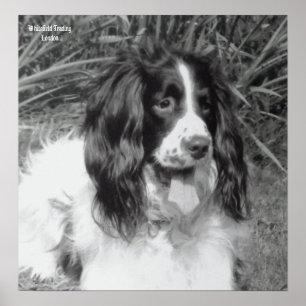 Engels Springer Spaniel Poster