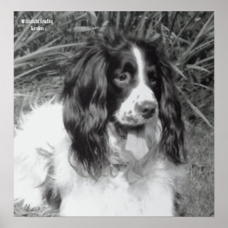 Engels Springer Spaniel Poster