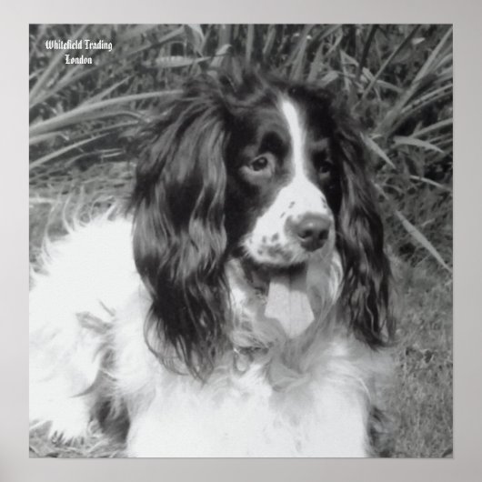 Engels Springer Spaniel Poster (Voorkant)