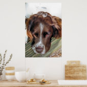ENGELS SPRINGER SPANIEL POSTER (Keuken)