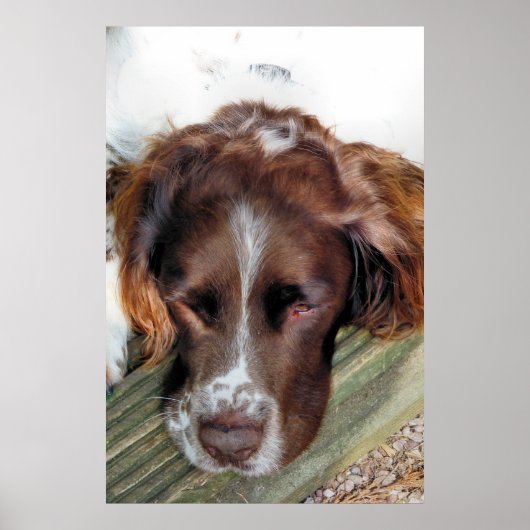 ENGELS SPRINGER SPANIEL POSTER (Voorkant)