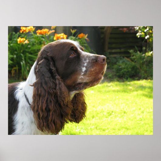 Engels Springer Spaniel Poster (Voorkant)