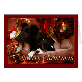 Engels Springer Spaniel, Springer Spaniel, Spanie