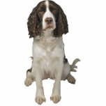 Engels Springer Spaniel Staand Fotobeeldje<br><div class="desc">Deze fotosculptuur is van een mooi Engels Springer-spaniel. U kunt dit ontwerp aanpassen en tot het in een verscheidenheid van grootte opdracht geven. Dit Engelstalige Springer-spaniel-ontwerp is ook beschikbaar in de vorm van geknipte magneten,  kapotte magneten,  siervoorwerpen,  spelden en zelfs sleutelhangers.</div>