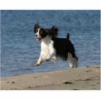 Engels Springer Spaniel Staand Fotobeeldje