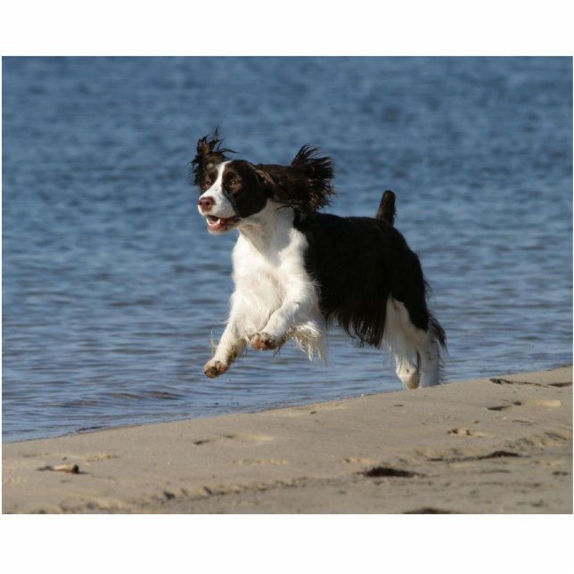 Engels Springer Spaniel Staand Fotobeeldje (Voorkant)