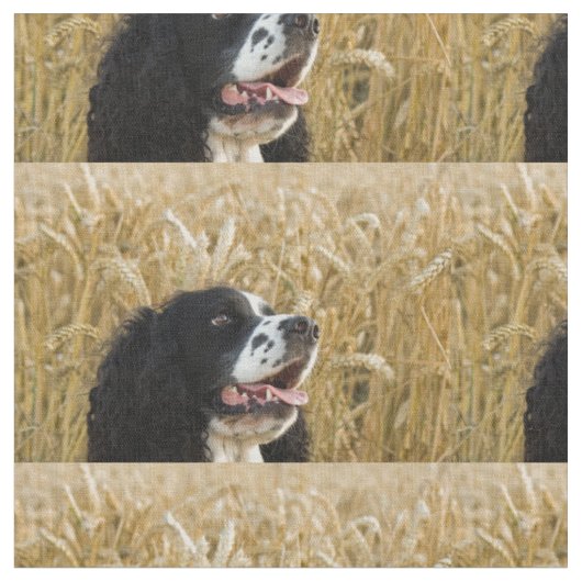 engels springerspaniel in tarwe.png stof (Close Up)