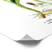 Engels Wildflower Art print nr. 10 Botanische kuns (Hoek)