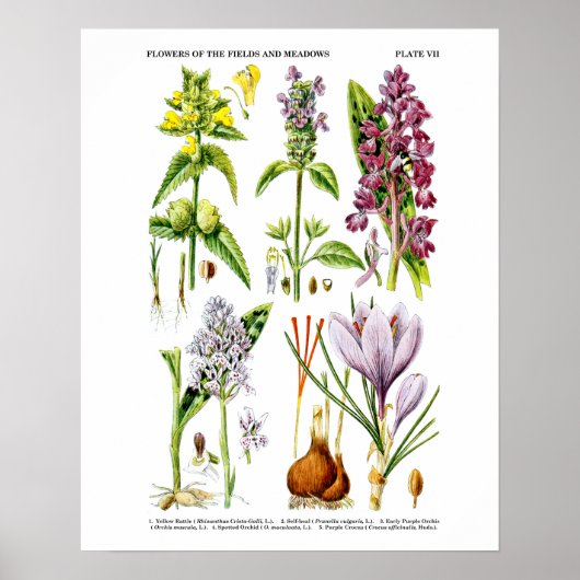 Engels Wildflower Art print nr. 10 Botanische kuns (Voorkant)