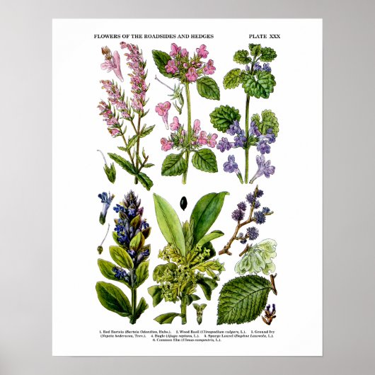 Engels Wildflower Art print nr . 8 Botanische kuns (Voorkant)