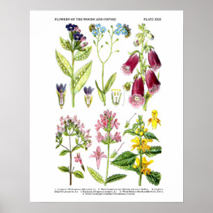 Engels Wildflower Art Prints nr. 3 Botanical Art