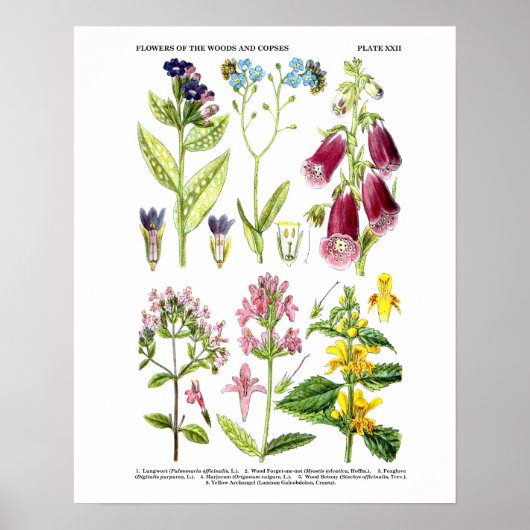 Engels Wildflower Art Prints nr. 3 Botanical Art (Voorkant)