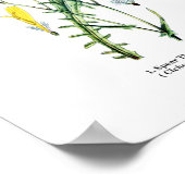 Engels Wildflower Botanical Art nr. 11 Poster (Hoek)
