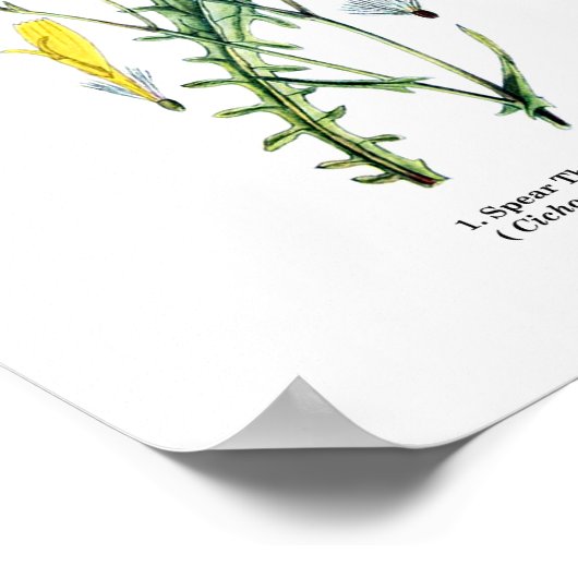 Engels Wildflower Botanical Art nr. 11 Poster (Hoek)