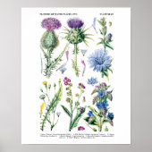 Engels Wildflower Botanical Art nr. 11 Poster (Voorkant)
