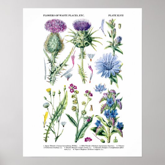Engels Wildflower Botanical Art nr. 11 Poster (Voorkant)