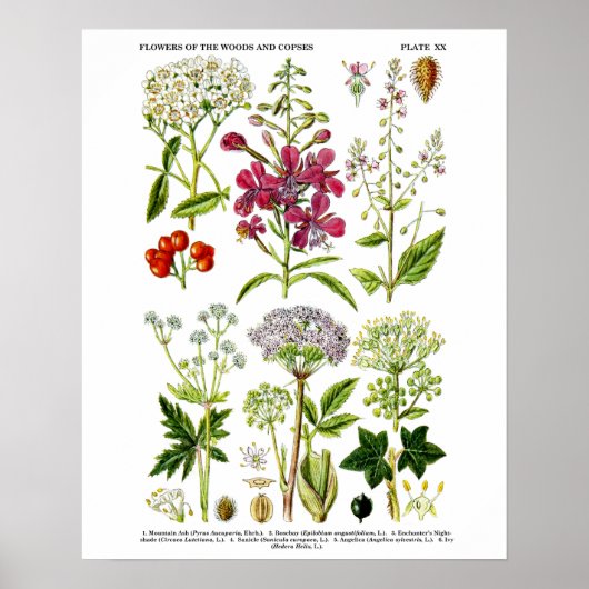 Engels Wildflower Botanical art print nr. 4 (Voorkant)