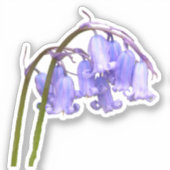 Engelse Bluebell Flower Sticker (Voorkant)