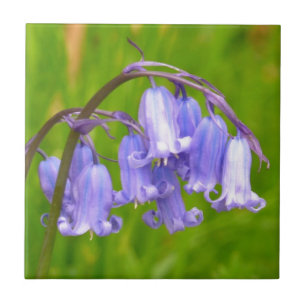 Engelse Bluebell Flower Tile Tegeltje