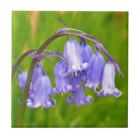 Engelse Bluebell Flower Tile Tegeltje (Voorkant)