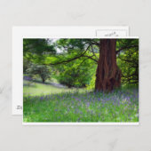 Engelse Bluebells Briefkaart (Voorkant / Achterkant)