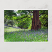 Engelse Bluebells Briefkaart (Voorkant)