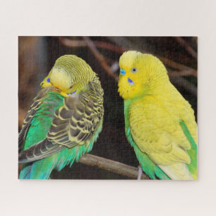 Engelse boedgie Paraket Bird Legpuzzel