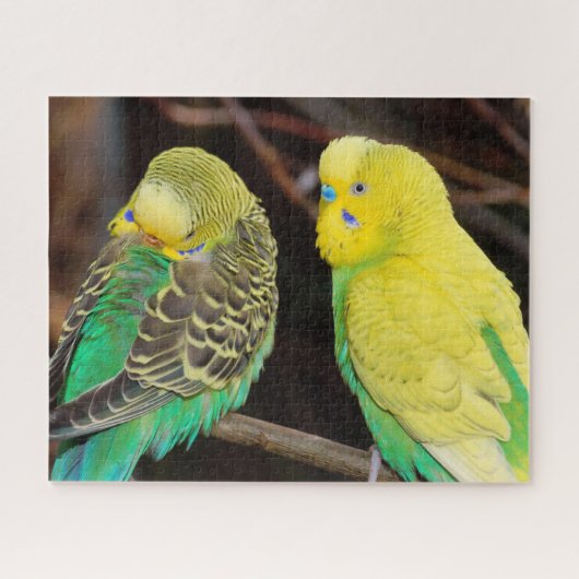 Engelse boedgie Paraket Bird Legpuzzel (Horizontaal)
