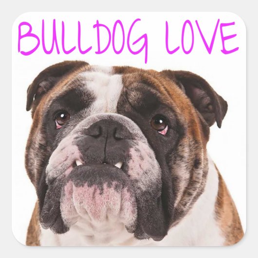 Engelse buldog puppy hond Paarse liefde Vierkante Sticker (Voorkant)