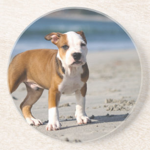 Engelse buldog puppy op het strand zandsteen onderzetter
