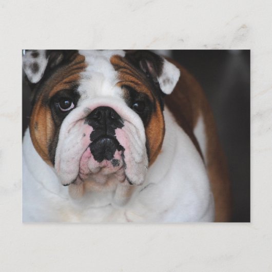 Engelse Bull Dog Foto Post Card Briefkaart (Voorkant)