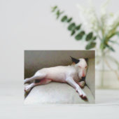 Engelse bull Terrier Briefkaart (Staand voorkant)