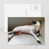 Engelse bull Terrier Briefkaart (Voorkant / Achterkant)